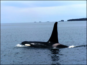 This killer whale came pretty close to us this day