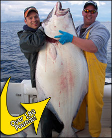 Over 180 pound Halibut caught with HAIDA Fishing Charter guided day tours in Prince Rupert BC.Halibut,Salmon,Cod,Snapper, sportfishing
